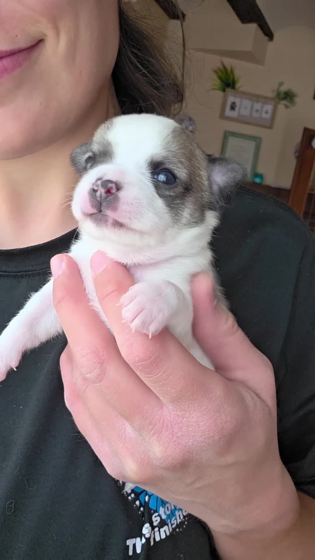 Chihuahua perros en venta: Chihuahuas miniatura  - Video 1