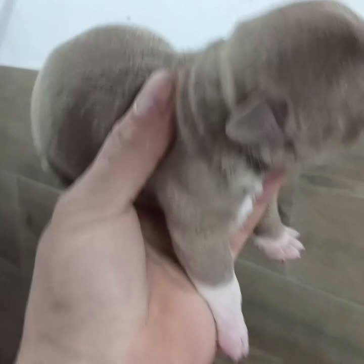 American Bully perros en venta: América bully micro exótico  - Video 3