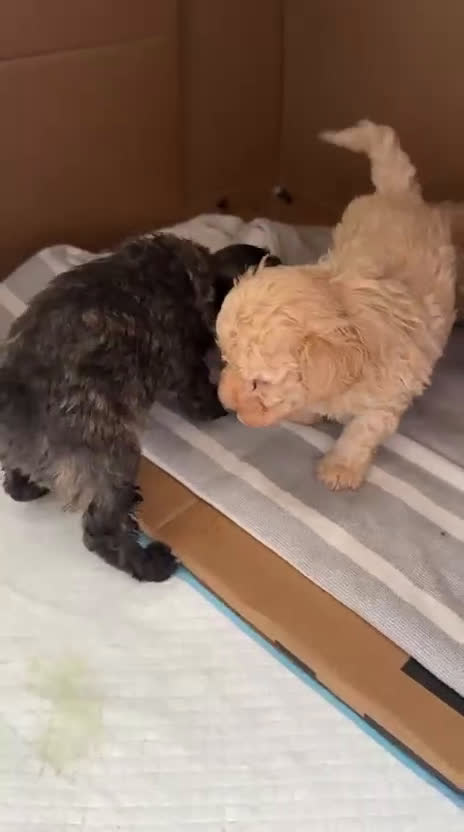 Caniche Toy perros en venta: Espectacular macho color sable - Video 1