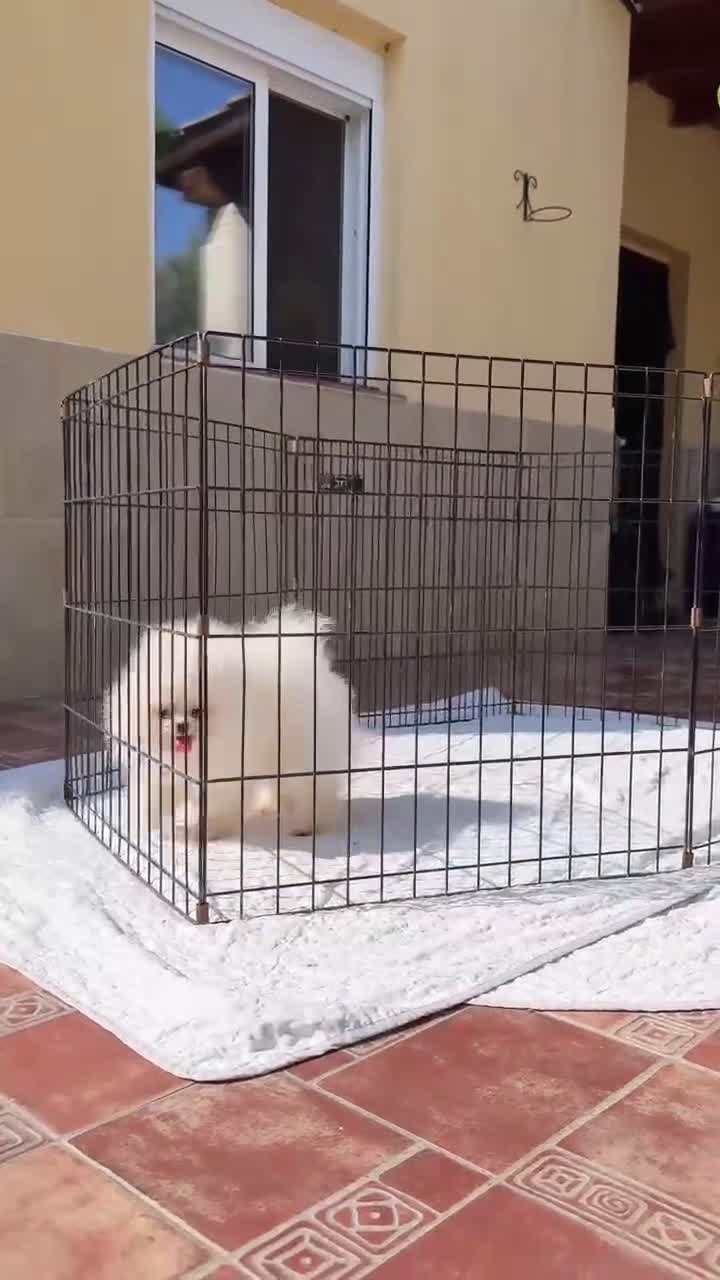 Pomerania perros en venta: Pomerania auténtico 5meses  - Video 2