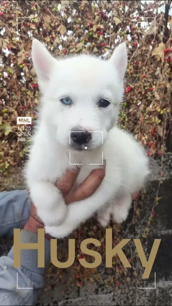 Husky Siberiano perros en venta: CACHORROS HUSKY SIBERIANO EN VENTA - Video 1