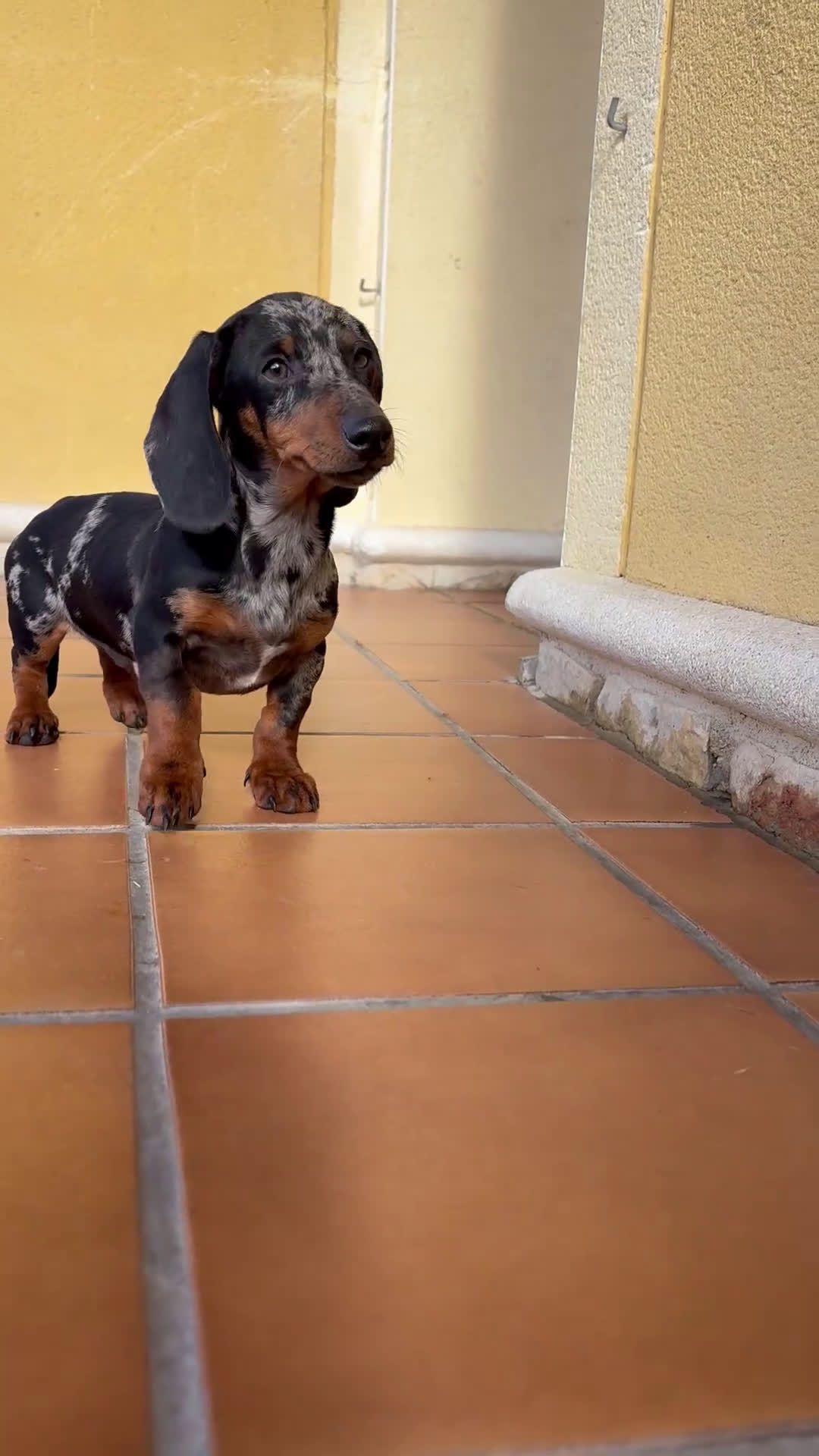 Teckel Miniatura perros en venta: Teckel miniatura macho arlequín Merle plata  - Video 1