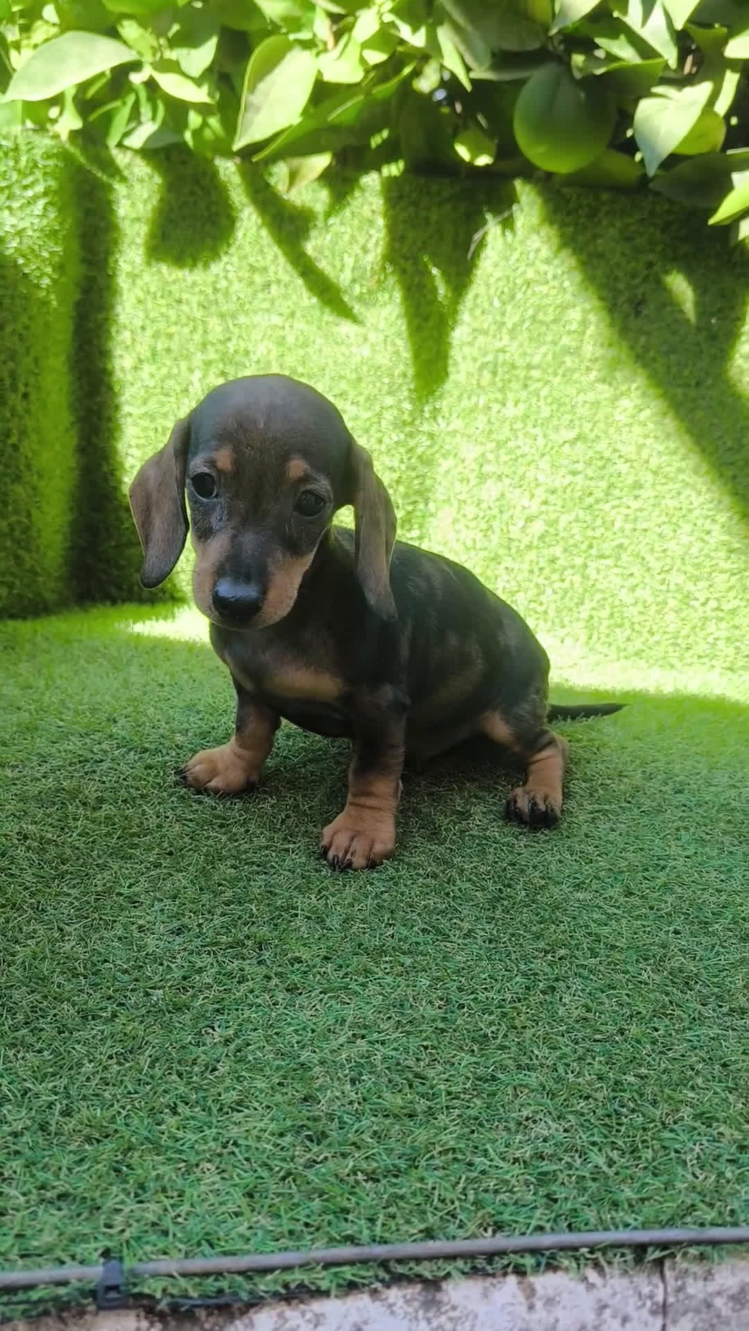 Teckel Miniatura perros en venta: teckel miniatura arlequin - Video 1
