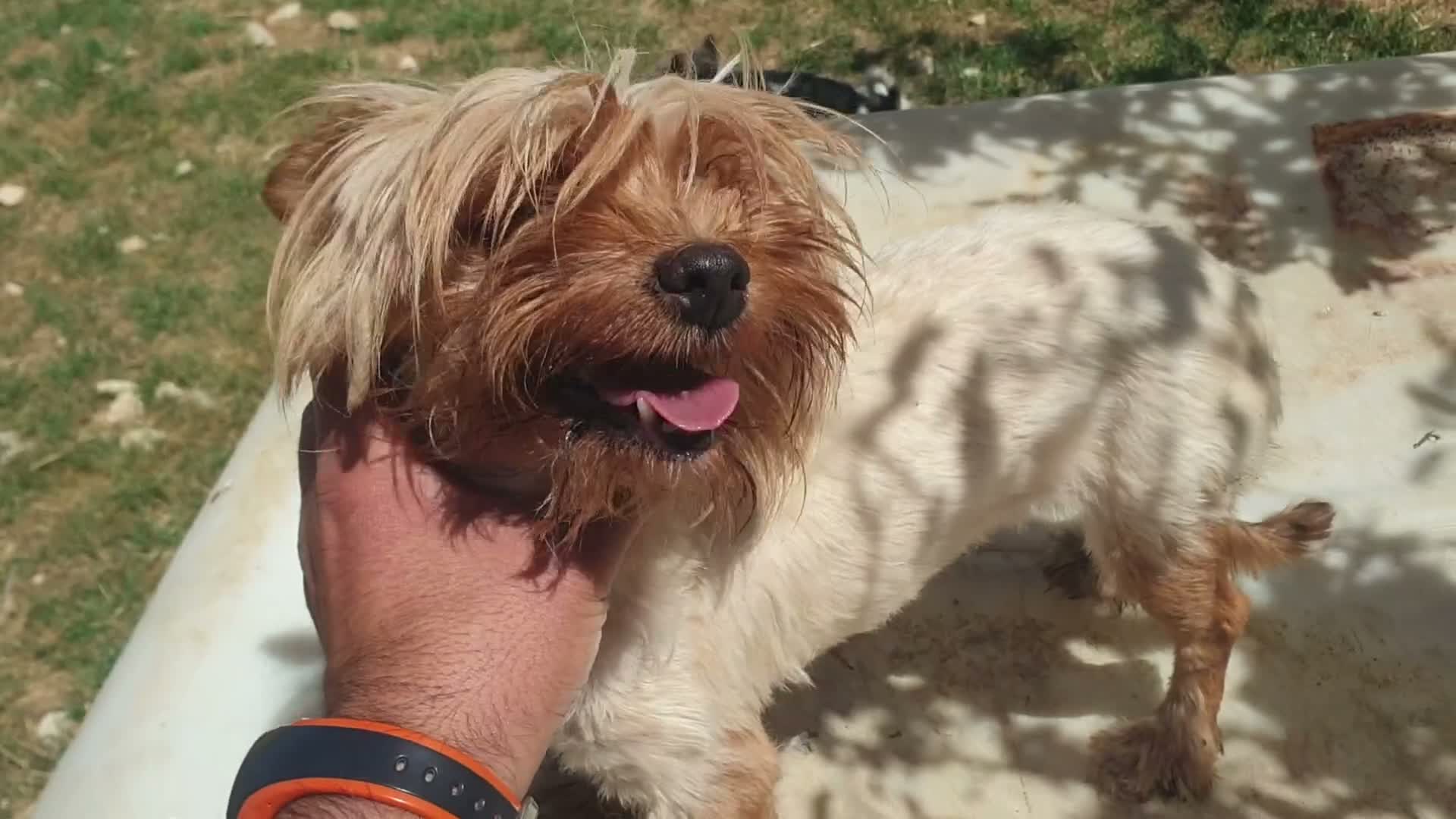 Biewer Yorkshire Terrier a la Pom Pon perros en venta: Biewer yorkshire y golden adultos con pedigree - Video 5