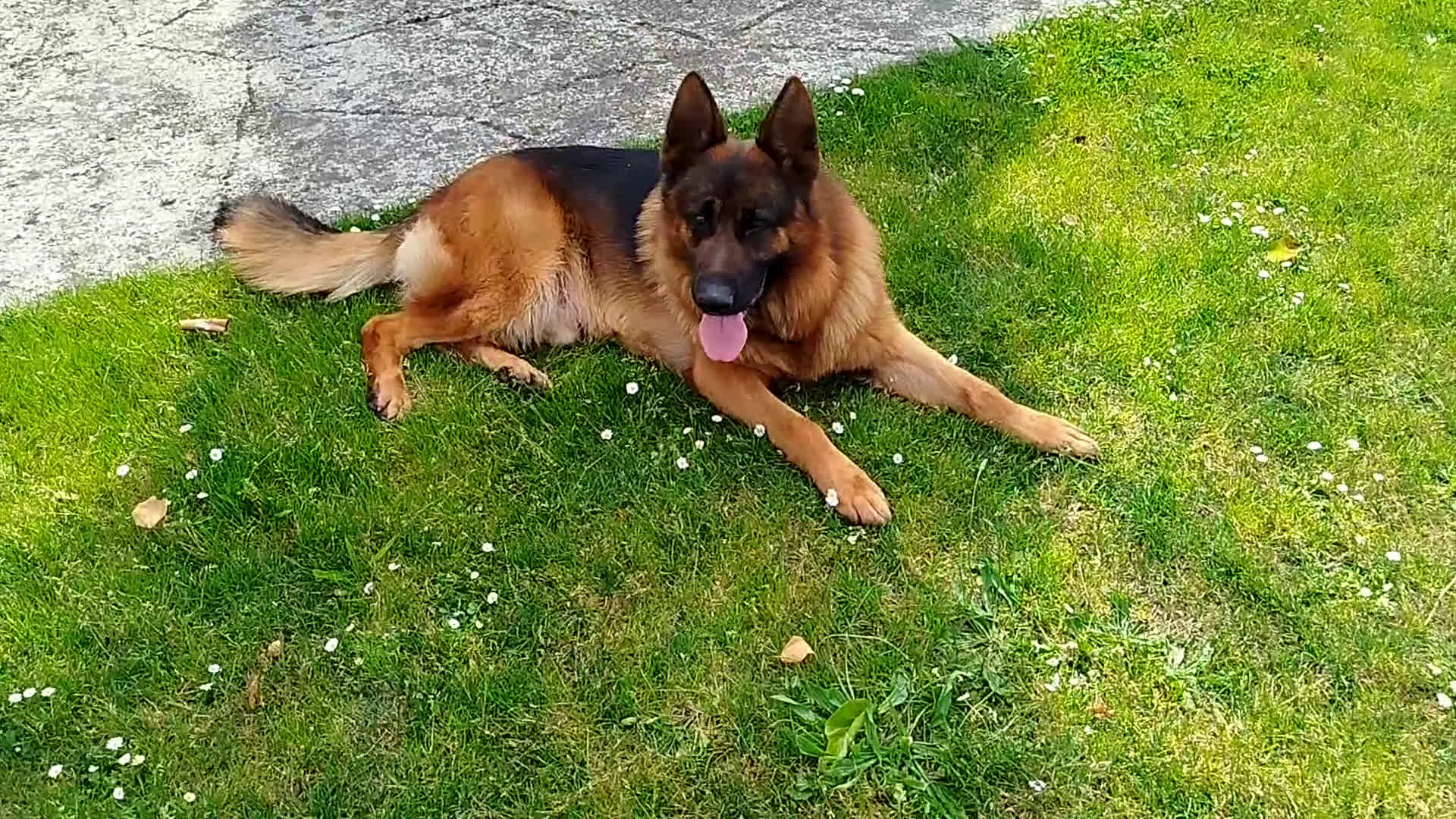 Pastor Alemán perros en venta: Pastores alemanes en Asturias - Video 1