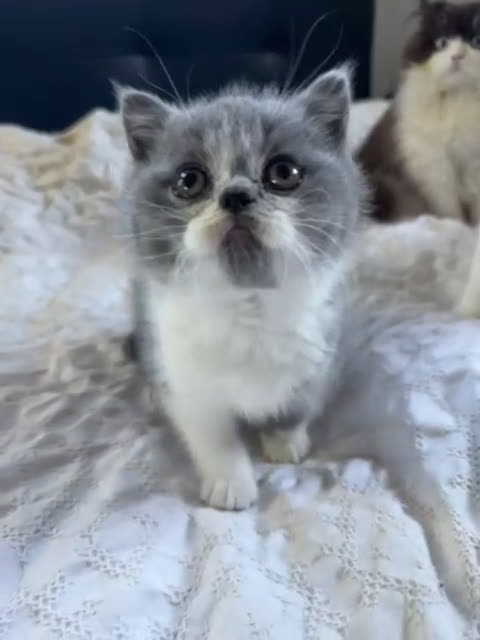 Británico de Pelo Corto gatos en venta: British bicolor azul - Video 1