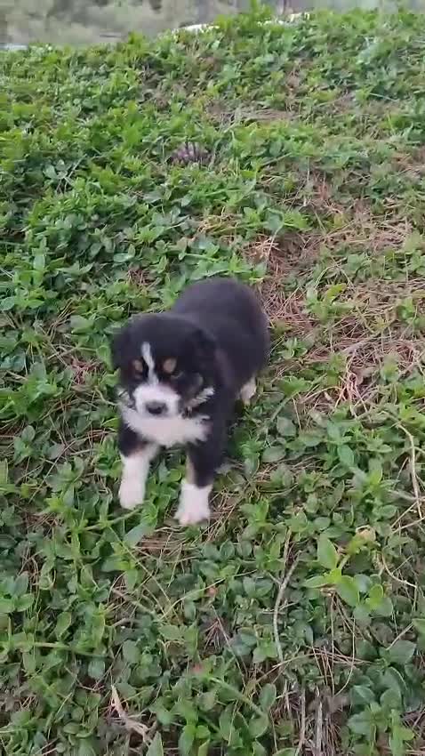 Pastor Australiano perros en venta: PASTOR AUSTRALIANO - Video 2