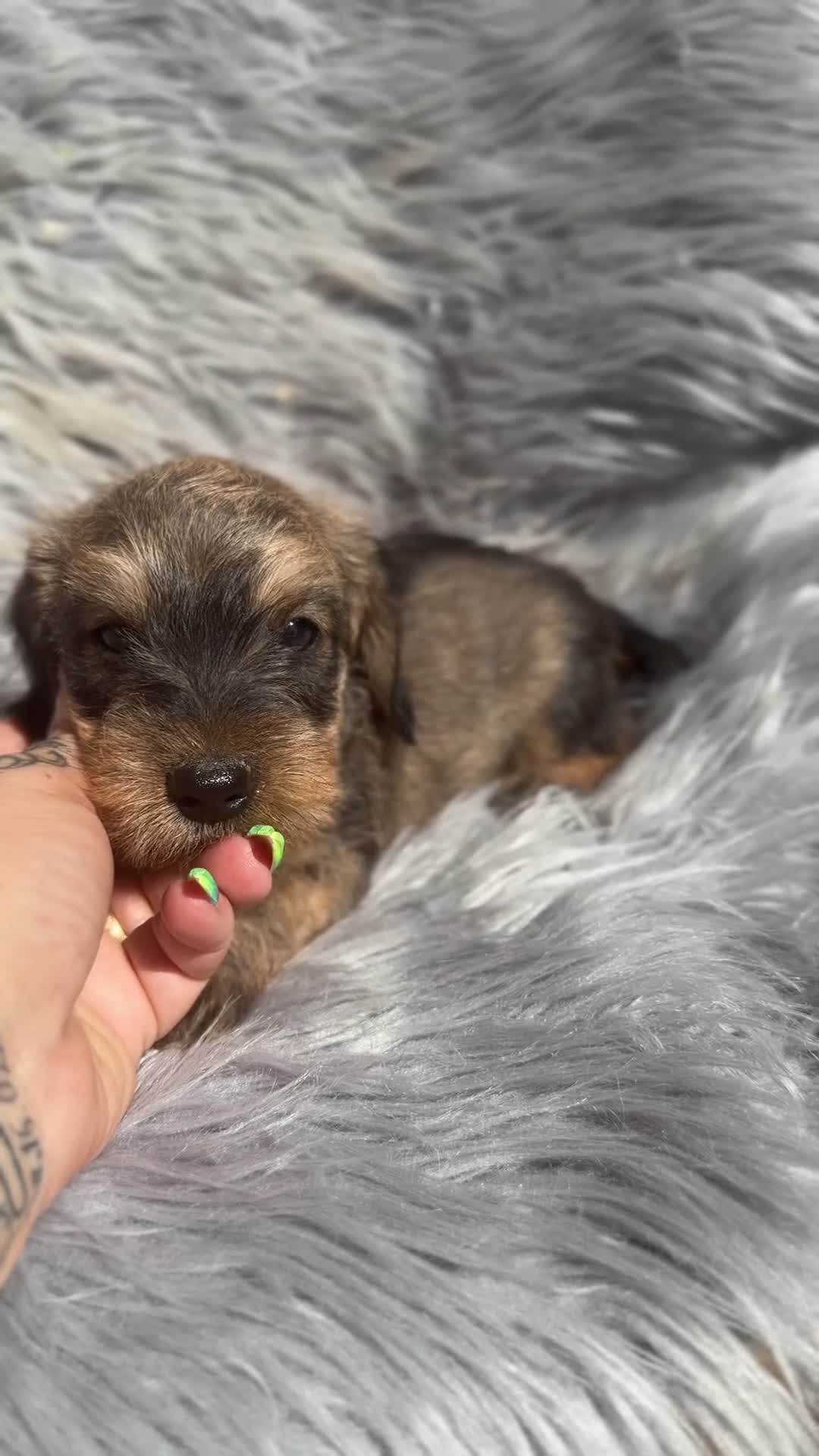 Teckel Miniatura perros en venta: Teckel pelo duro  - Video 2