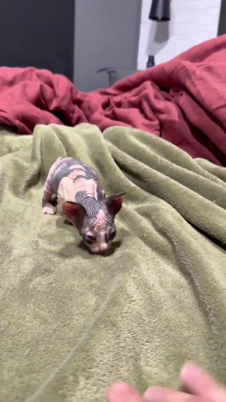 Sphynx gatos en venta: Camada Sphynx enero - Video 2