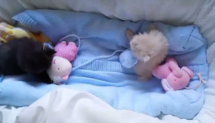 Persa gatos en venta: Gatitos persa himalayos  - Video 2