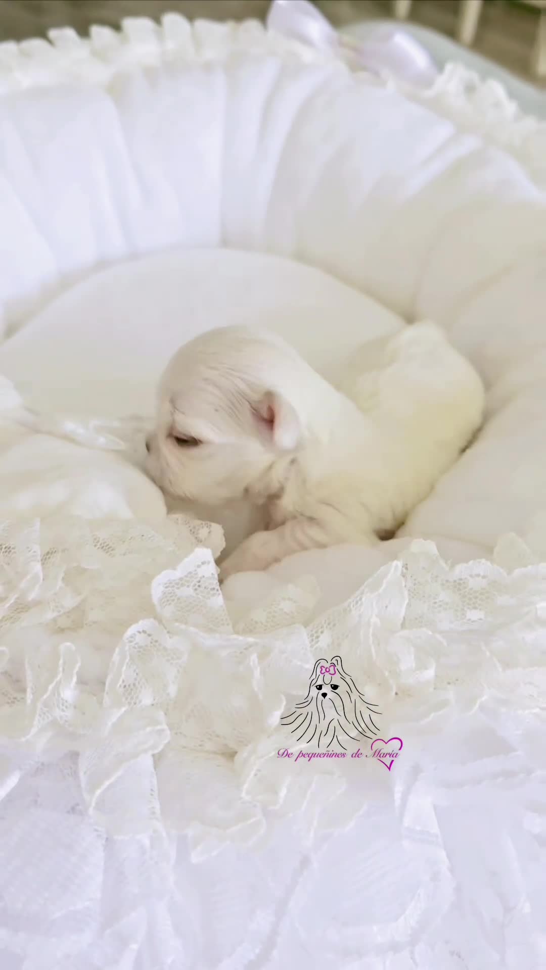 Bichón Maltés perros en venta: Bichon maltes coreano miniatura  - Video 1