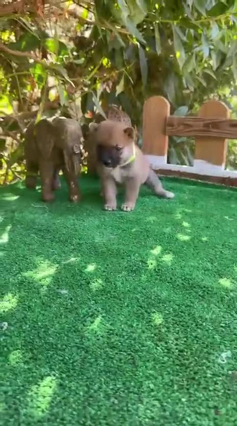 Shiba Inu perros en venta: Shiba Inu negro y rojos espectaculares bebes  - Video 2