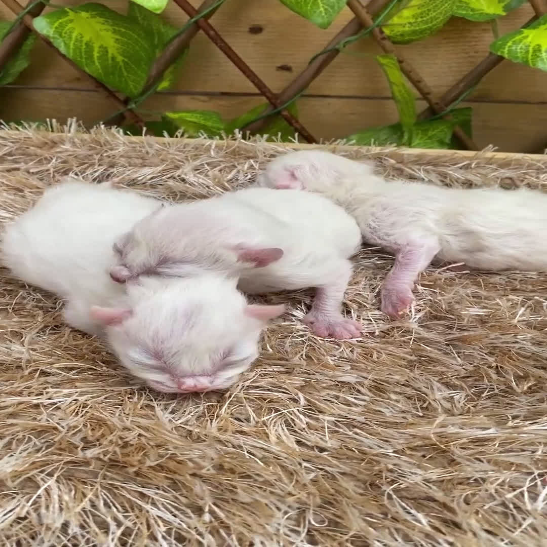 Ragdoll gatos en venta: Camada de Rosita - Video 2