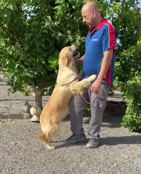 Golden Retriever perros en venta: Cachorro de Golden Retriever  - Video 2