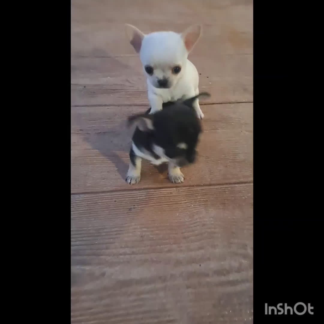 Chihuahua perros en venta: PECIOSOS CHIHUAHUAS TOYS en Madrid - Video 2