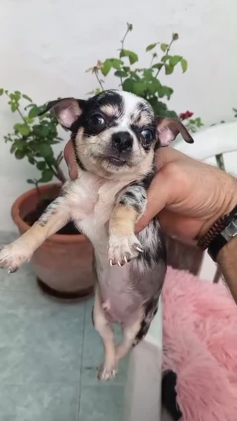 Chihuahua perros en venta: Chihuahua toys disponible  - Video 3