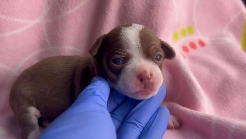 Chihuahua perros en venta: Chihuahuas hembras - Video 1