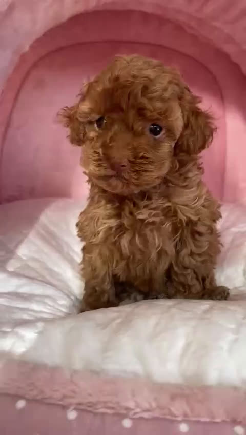 Caniche Toy perros en venta: Preciosa camada caniche toy rojos en Almería - Video 2