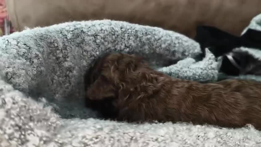 Perro de Agua Español perros en venta: Perro de agua  en Sevilla - Video 2