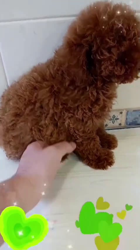 Caniche Toy perros en venta: Caniche toy y minitoy - Video 2