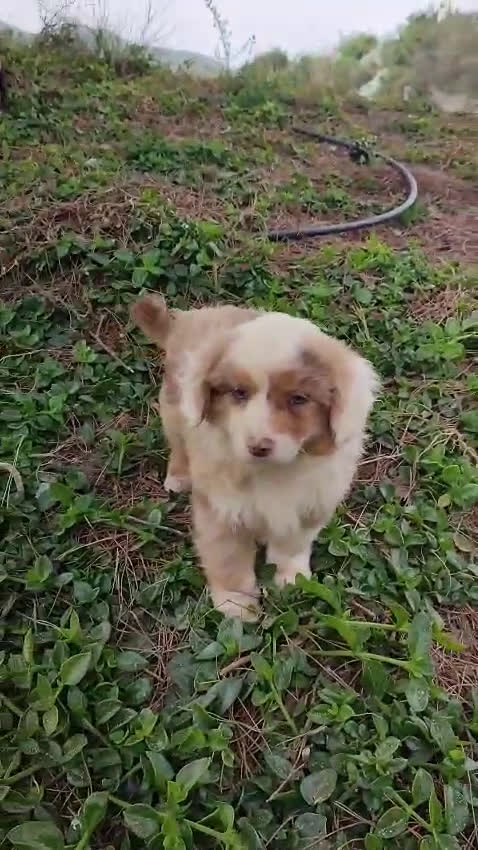 Pastor Miniatura Americano perros en venta: CACHORRO PASTOR AMERICANO MINIATURA  - Video 2