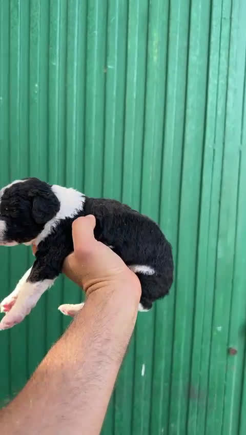Perro de Agua Español perros en venta: Perro de agua español - Video 2