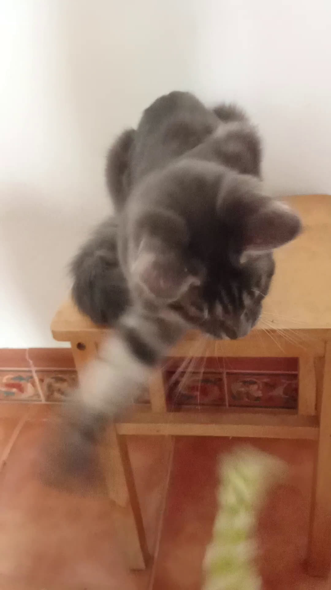 Maine Coon gatos en venta: Maine Coon macho grande  - Video 1