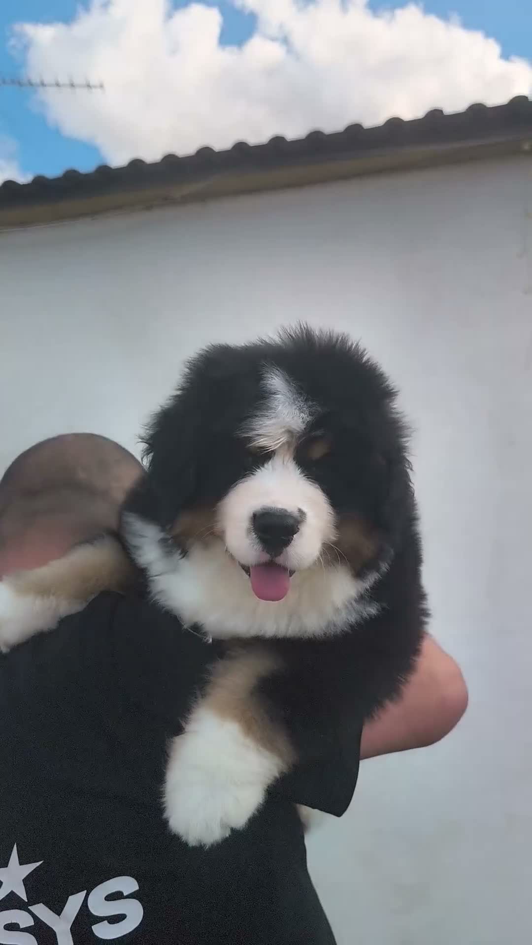 Boyero de Berna perros en venta: Boyero de berna  - Video 4