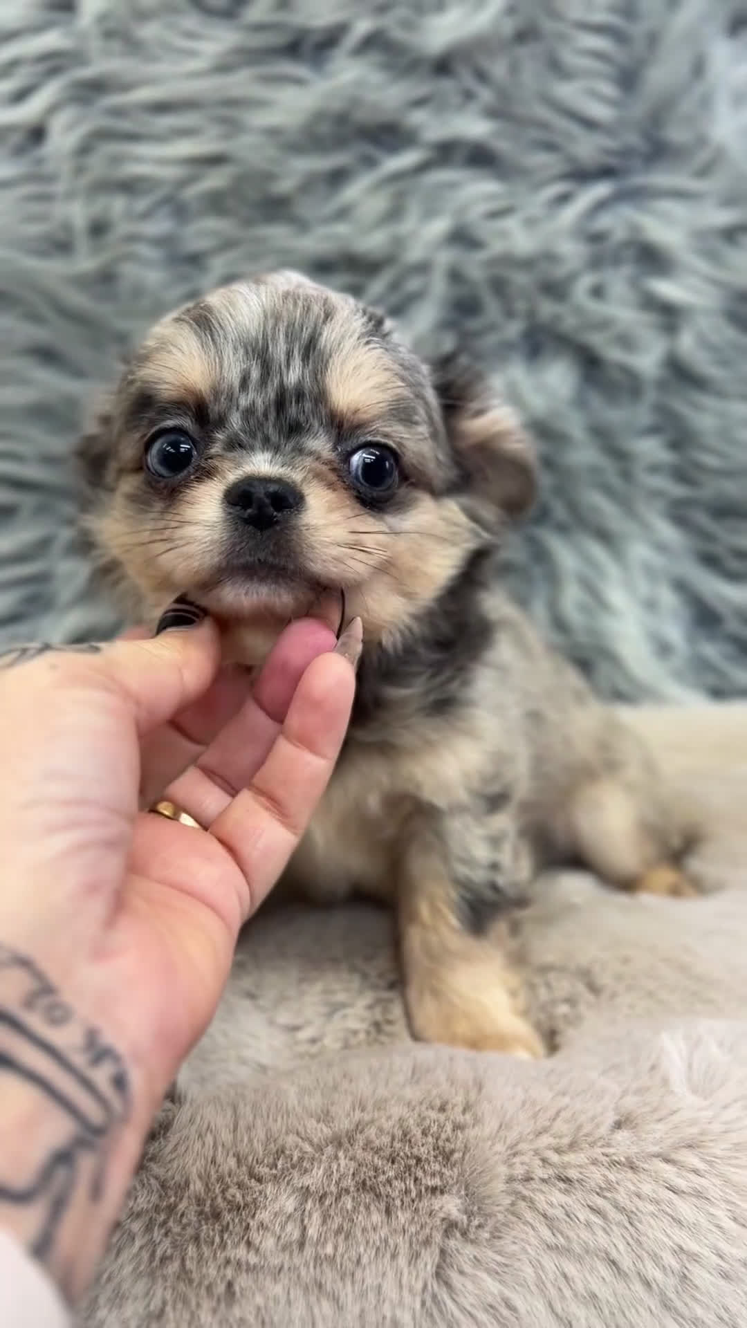 Chihuahua perros en venta: Chihushua Merle ojos azules  - Video 1