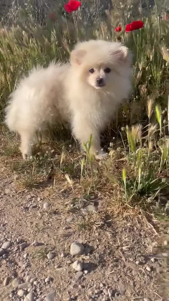Pomerania perros en venta: Pomerania crema toy - Video 1