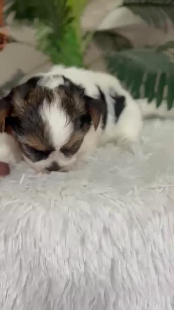 Yorkshire Terrier perros en venta: YORKSHIRE BIEWER - Video 1