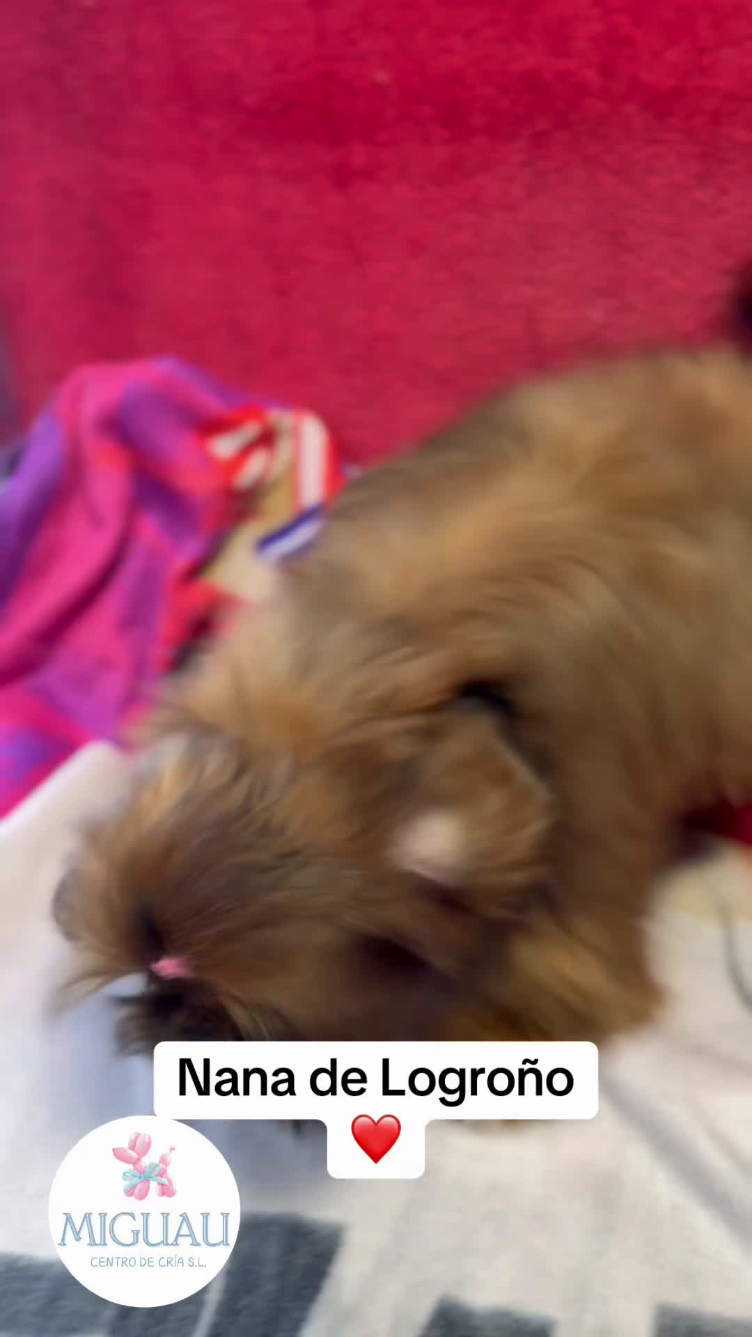 Shih Tzu perros en venta: Shih Tzus Hembritas!  en Villarta - Video 1