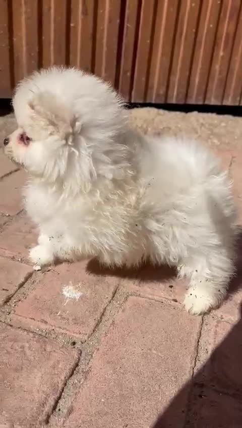 Pomerania perros en venta: POMERANIA HEMBRA TIPO OSITO – UNA MUÑEQUITA - Video 2