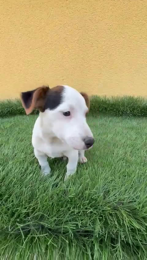 Jack Russell Terrier perros en venta: Camada de Jack Russell de pata corta  - Video 2