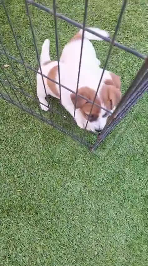 Jack Russell Terrier perros en venta: Jack Russell juguetones bicolor  - Video 1