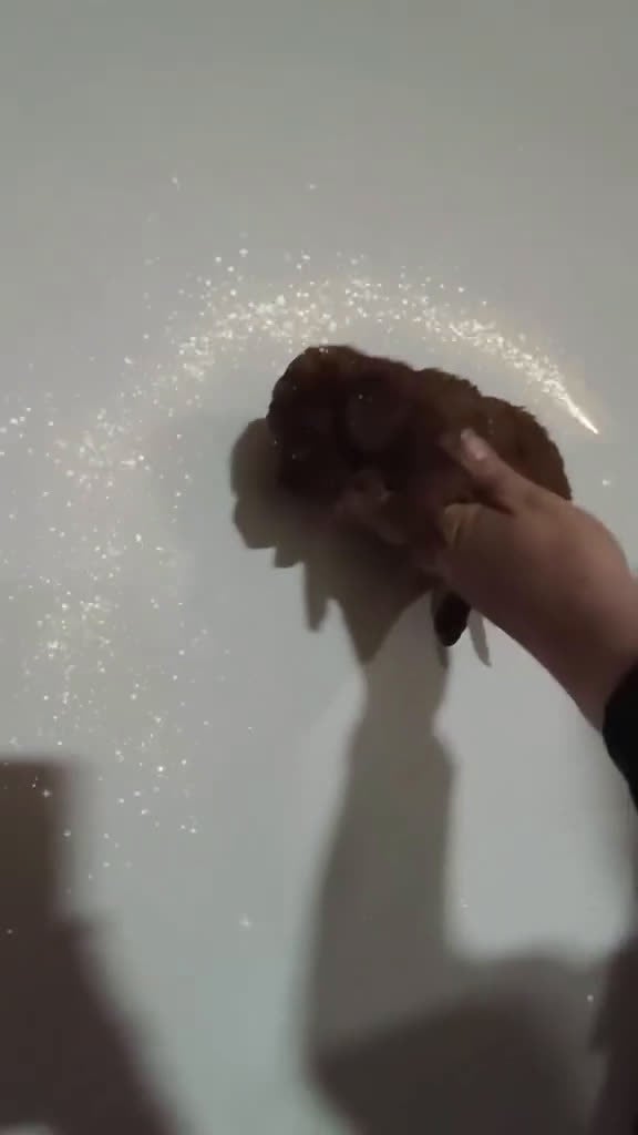 Caniche Toy perros en venta: Caniche toy rojo asiatico 50% - Video 1