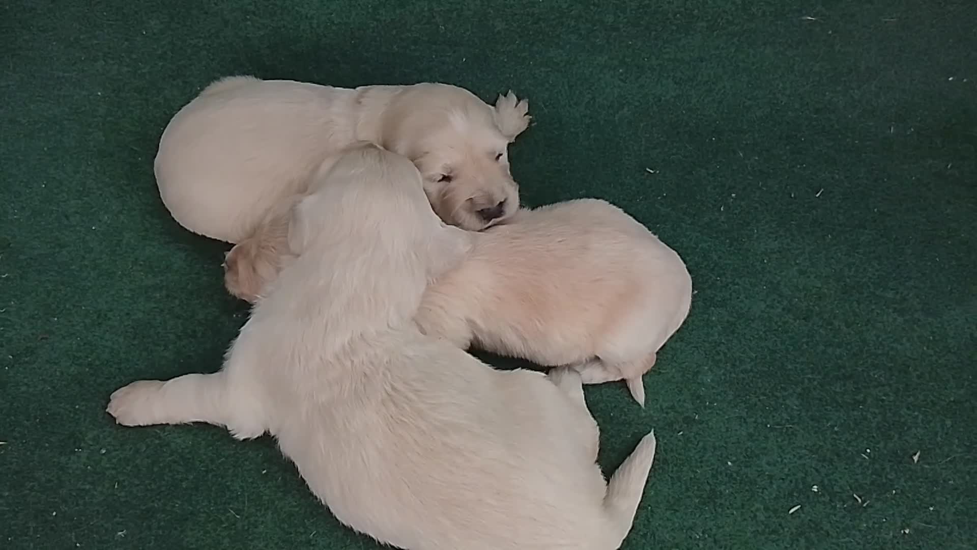 Golden Retriever perros en venta: Cacharros de golden retriever  - Video 1