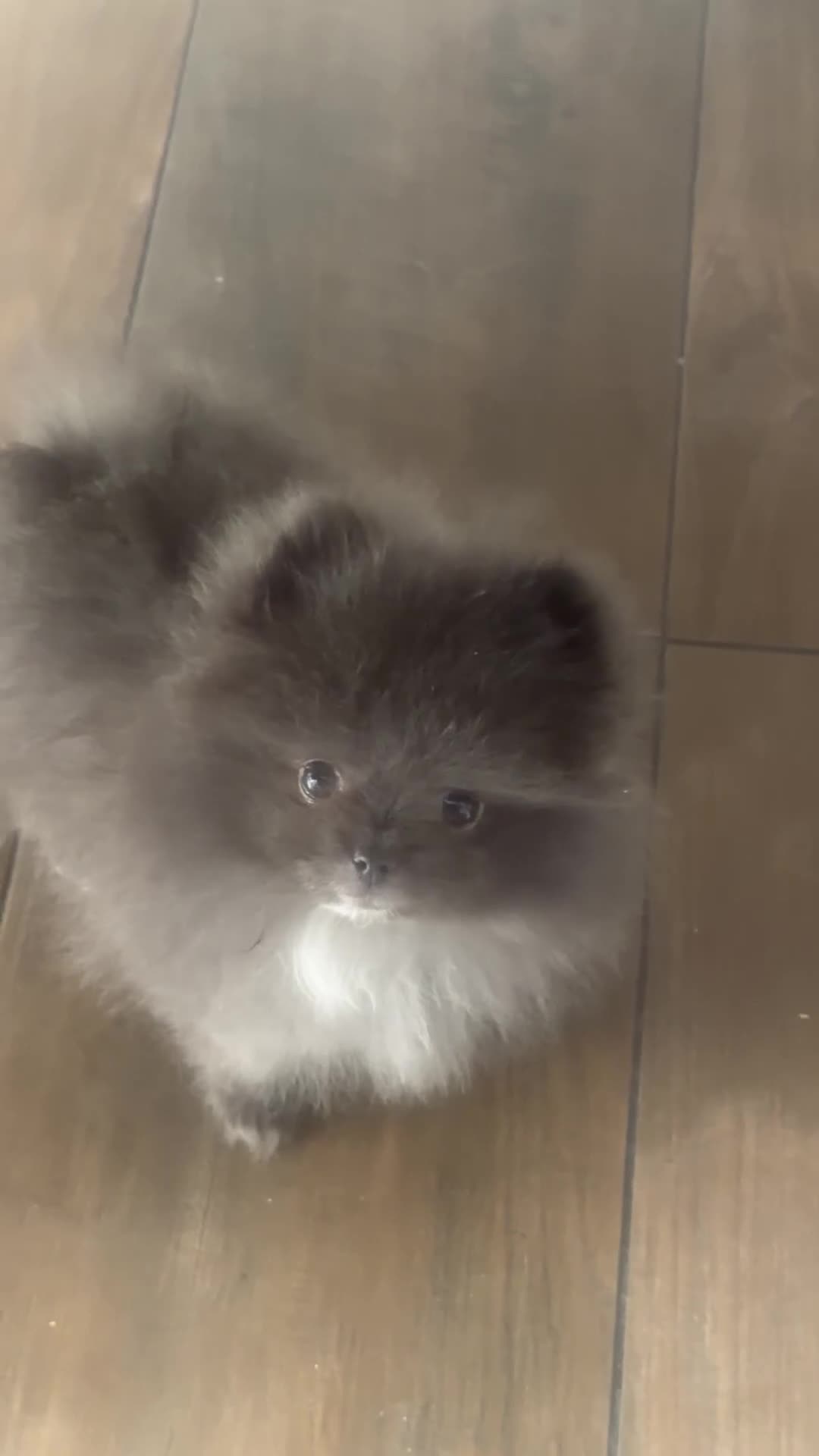 Pomerania perros en venta: Pomeranias exclusivos / alta selección  - Video 3