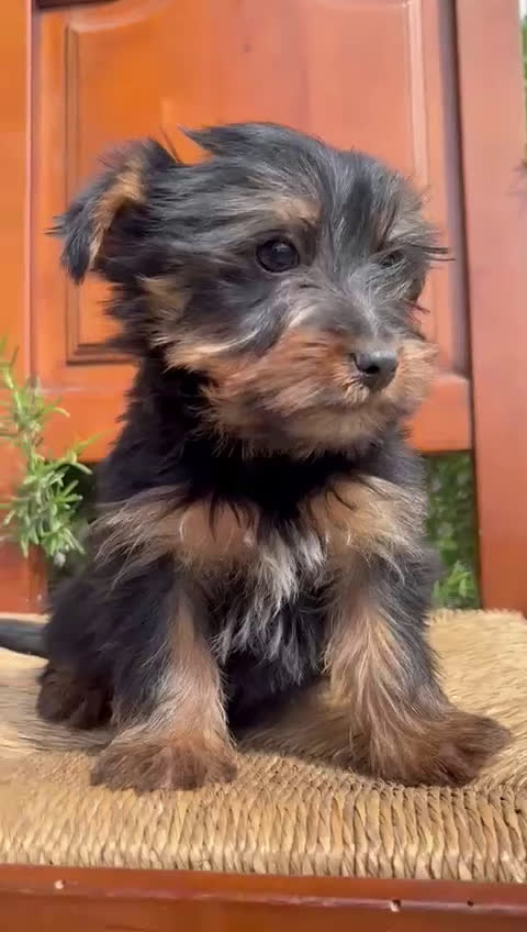 Yorkshire Terrier perros en venta: Yorkshire terrier  - Video 2