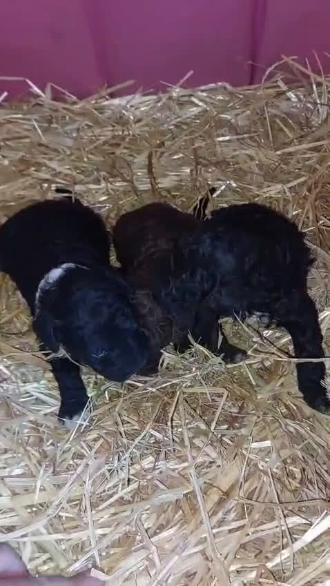 Perro de Agua Español perros en venta: Cachorro de perro de aguas - Video 1