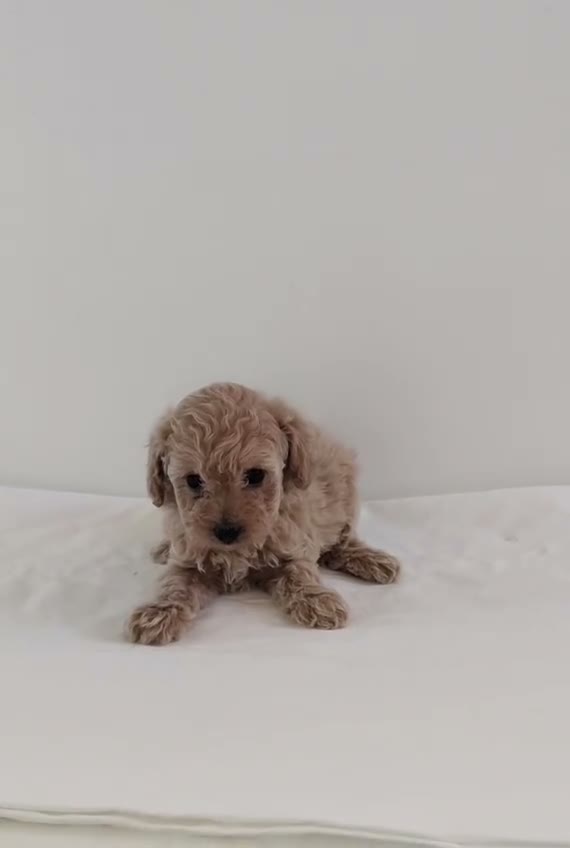 Caniche Toy perros en venta: caniche toy - Video 2