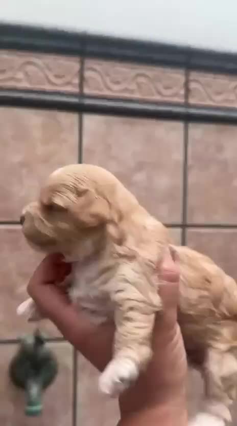 Maltipoo perros en venta: Maltipoo - Video 2