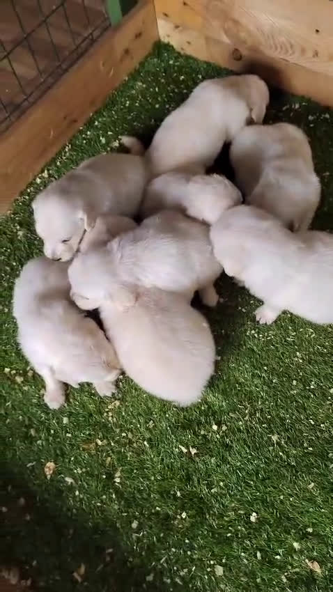 Golden Retriever perros en venta: 2 Últimos cachorro de Golden Macho disponible - Video 2