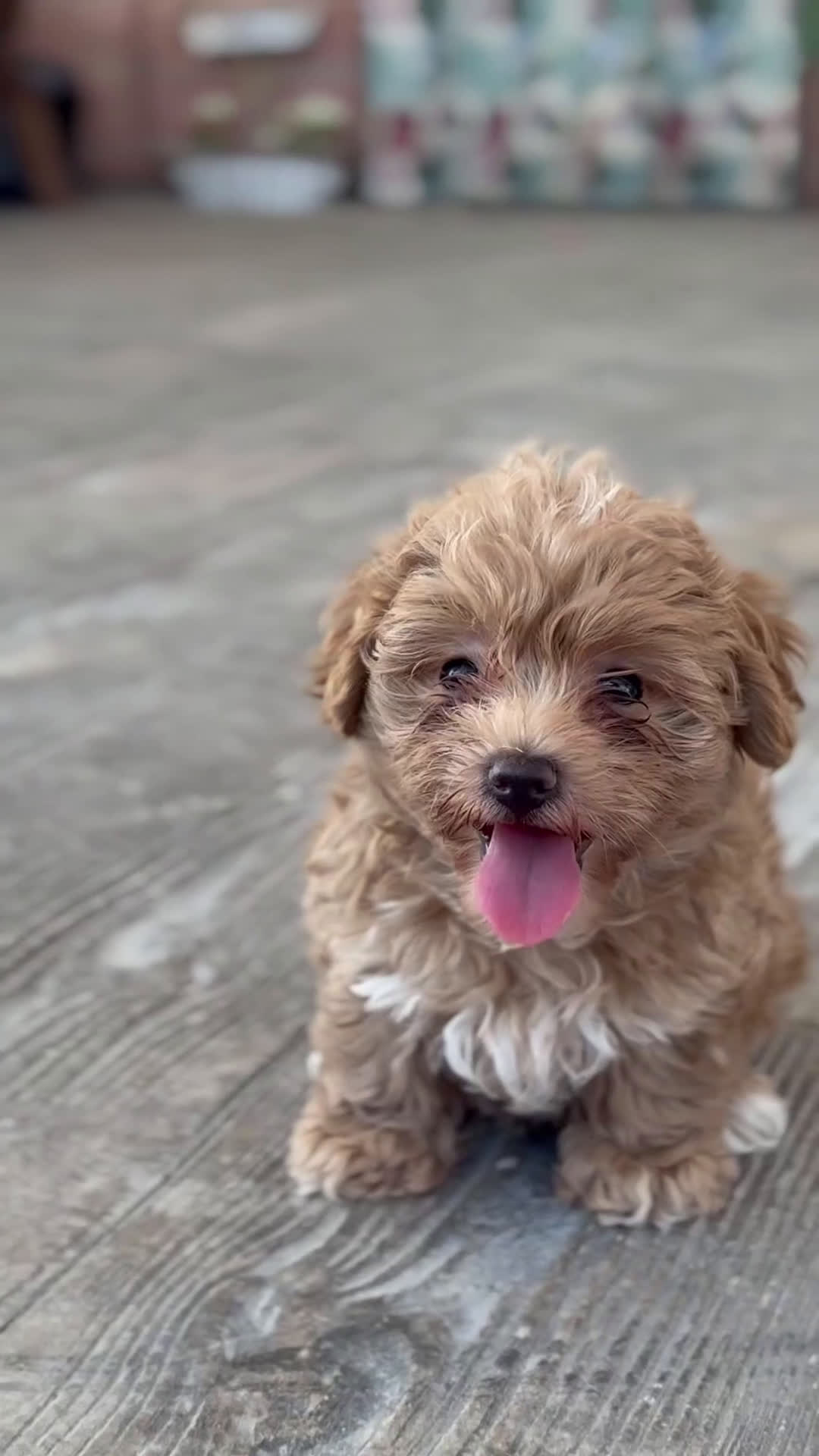 Maltipoo perros en venta: 🐶✨ Crema suave, corazón gigante 💛 - Video 1