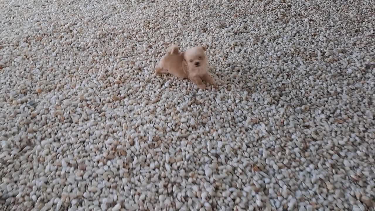 Maltipoo perros en venta: Cachorritos de Maltipoo  - Video 3
