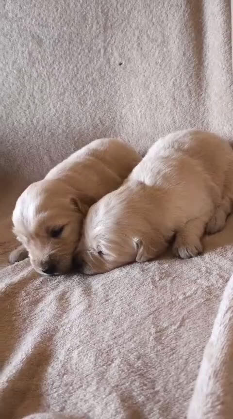 Golden Retriever perros en venta: Golden retriever bebes preciosos  - Video 1