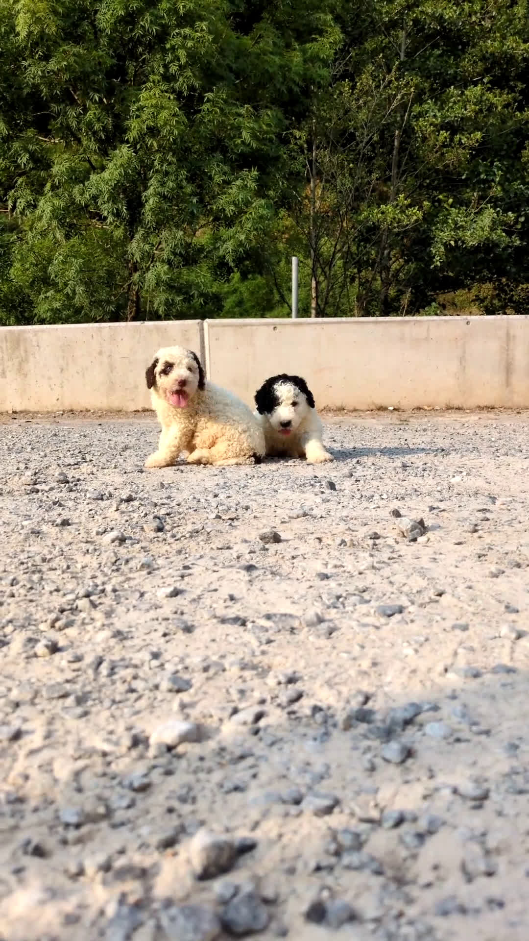 Perro de Agua Español perros en venta: Preciosa camada de perro de agua español - Video 1