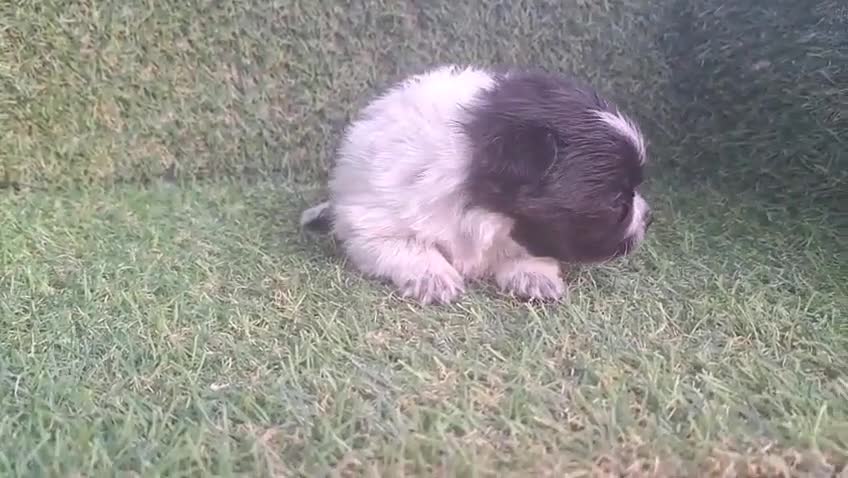 Pomerania perros en venta: Pomeranias - Video 2