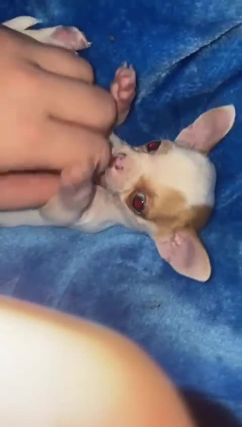 Chihuahua perros en venta: Chihuahua toy - Video 2