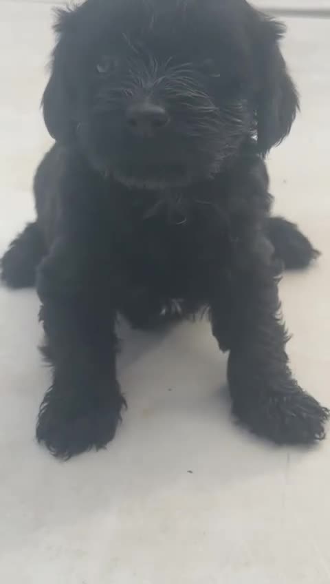 Morkie perros en venta: Morkie mini  - Video 2
